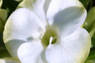 Floks wiechowaty JADE delikatne PIĘKNE kwiaty bardzo DŁUGO KWITNIE