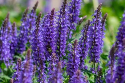 Szałwia omszona SYNCHRO BLUE