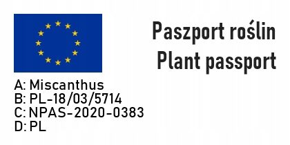 Miskant chiński POLONUS - obrazek 6