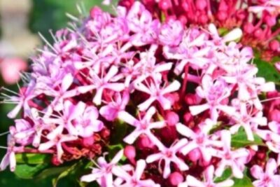 Klerodendron Szczęślin Bungego rzadka NIESPOTYKANA ROSLINA