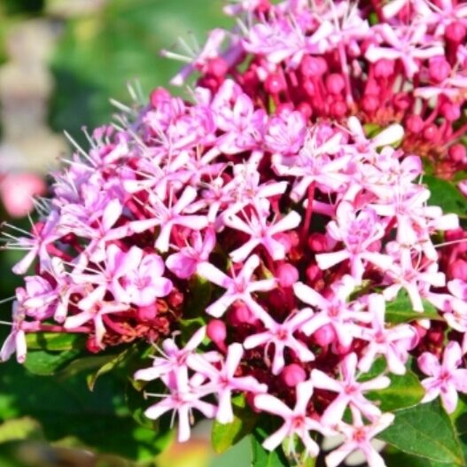 Klerodendron Szczęślin Bungego rzadka NIESPOTYKANA ROSLINA