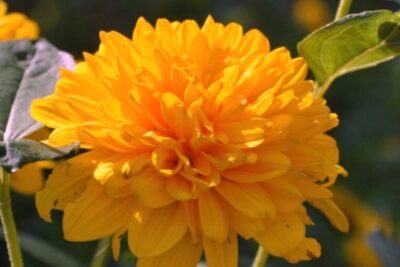 Słonecznik SUNSHINE DAYDREAM