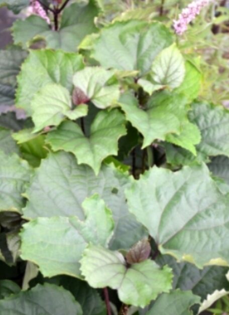 Klerodendron Szczęślin Bungego rzadka NIESPOTYKANA ROSLINA - obrazek 9