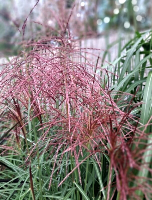 Miskant chiński POLONUS - obrazek 3