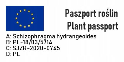 Przywarka japońska WINDMILLS - obrazek 4