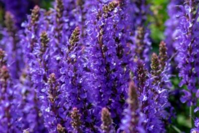 Szałwia omszona BORDEAUX DEEP BLUE