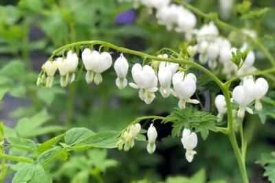 Serduszka okazała WHITE GOLD