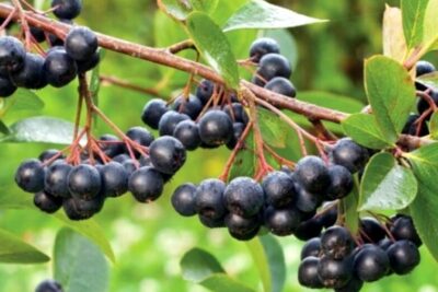 Aronia śliwolistna VIKING zdrowe owoce MROZOODPORNA