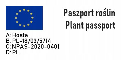 Funkia Hosta HANS - obrazek 5