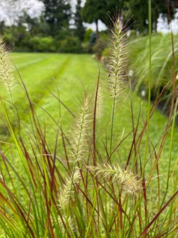 Rozplenica japońska BURGUNDY BUNNY - obrazek 3
