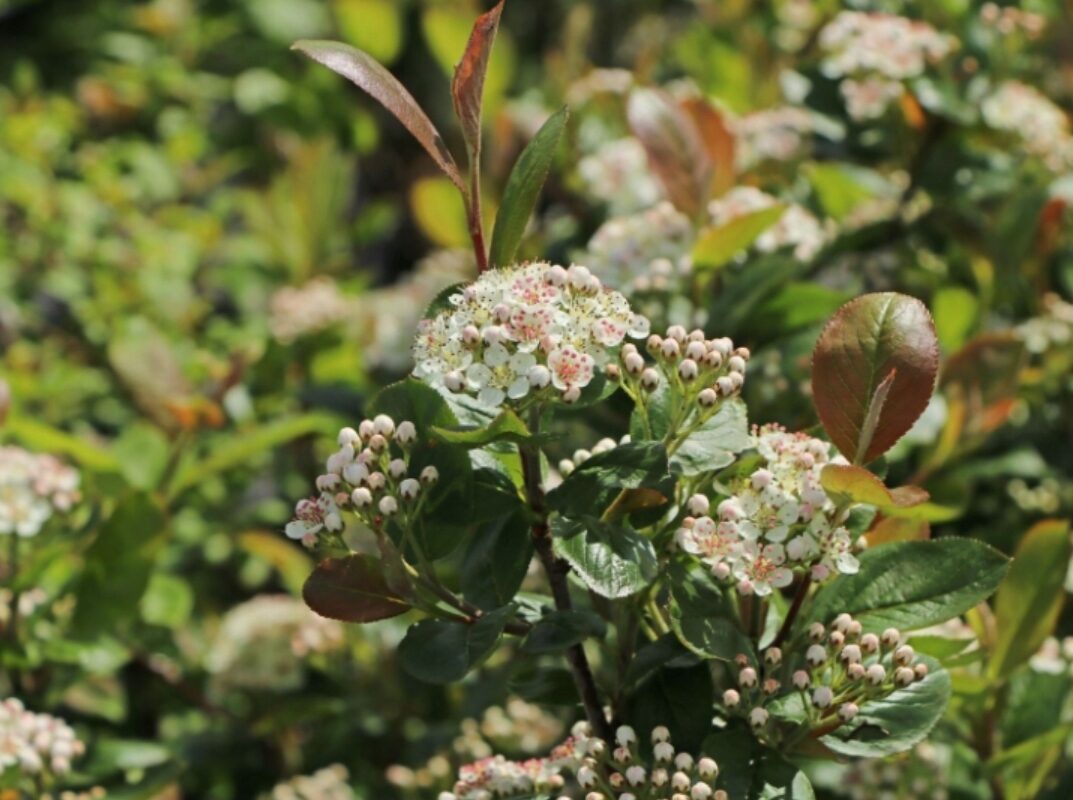 Aronia śliwolistna VIKING zdrowe owoce MROZOODPORNA - obrazek 4