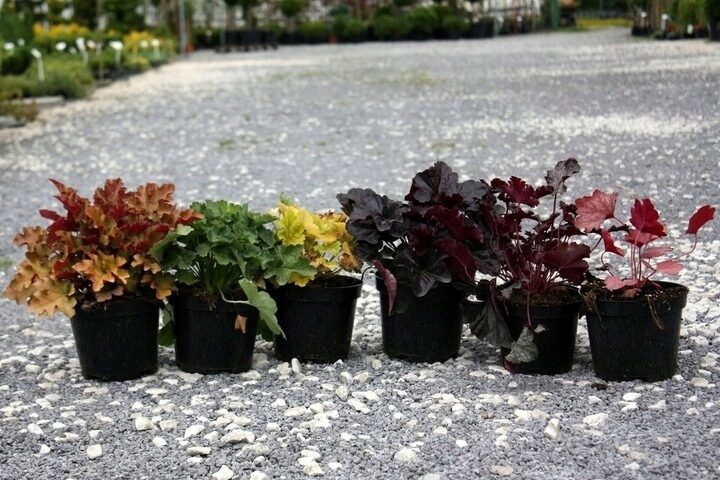 Żurawka KASSANDRA - obrazek 3