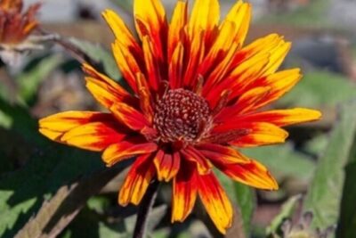 Słoneczniczek szorstki FUNY SPINNER / DŁUGO KWITNIE