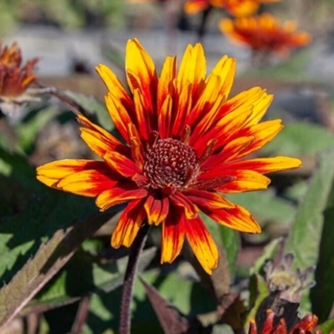 Słoneczniczek szorstki FUNY SPINNER / DŁUGO KWITNIE