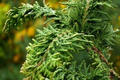 Cyprysik tępołuskowy DILATUSH