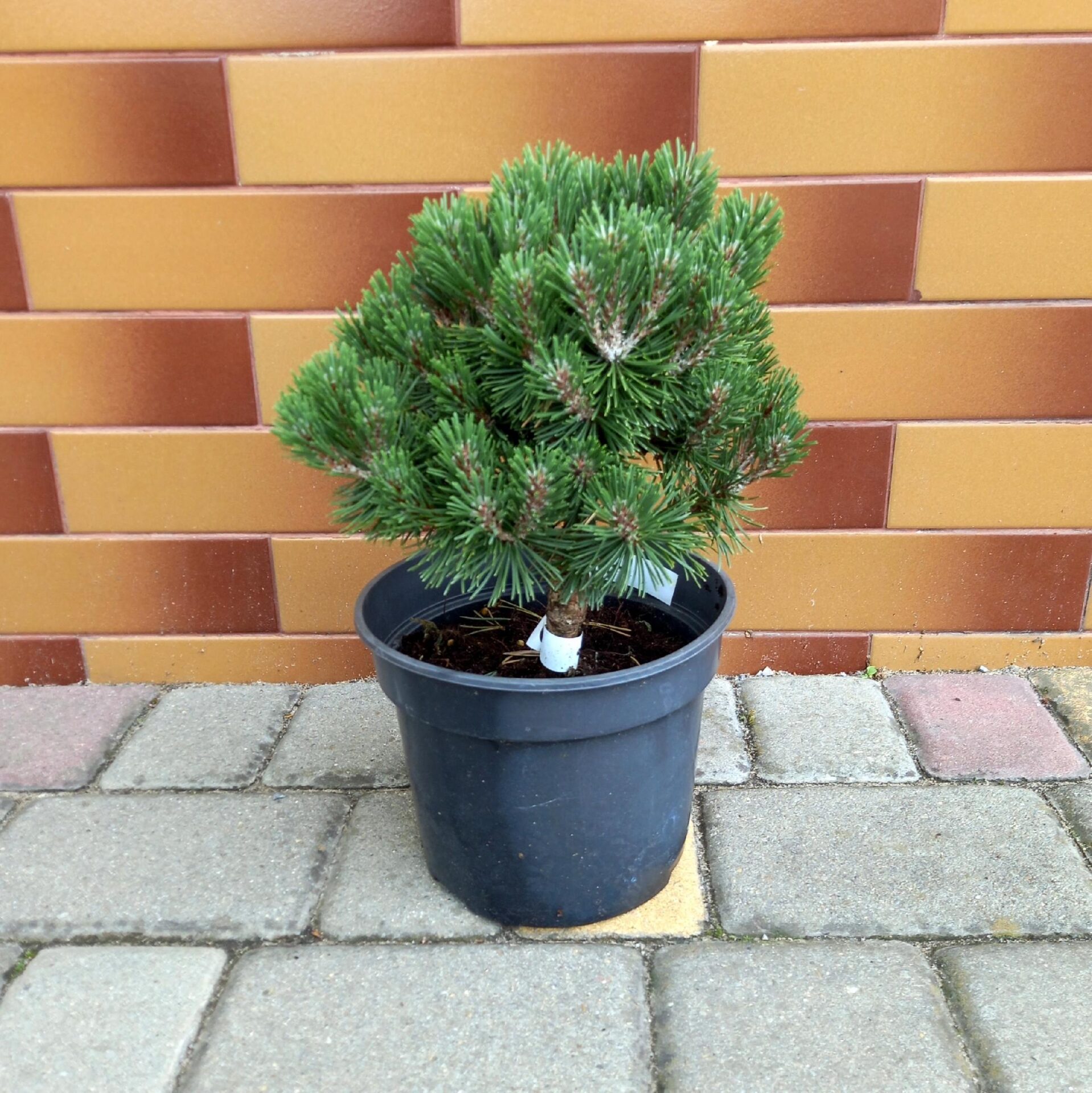 Sosna hakowata NITRA - obrazek 5