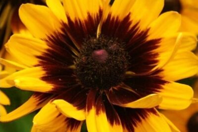 Rudbekia owłosiona SUMMER SPIRIT BICOLOR