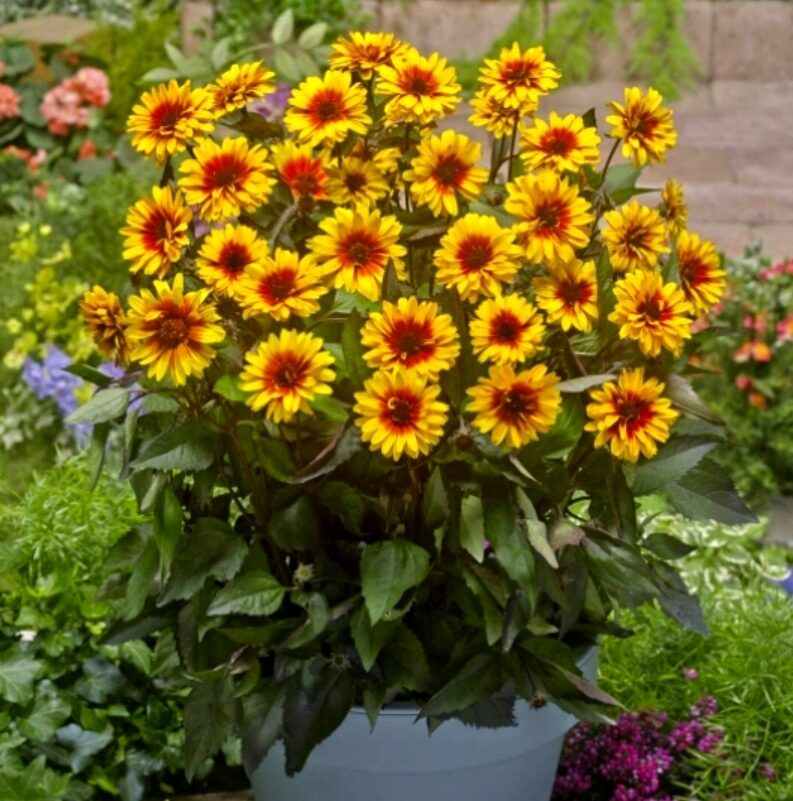 Słoneczniczek szorstki FUNY SPINNER / DŁUGO KWITNIE - obrazek 6