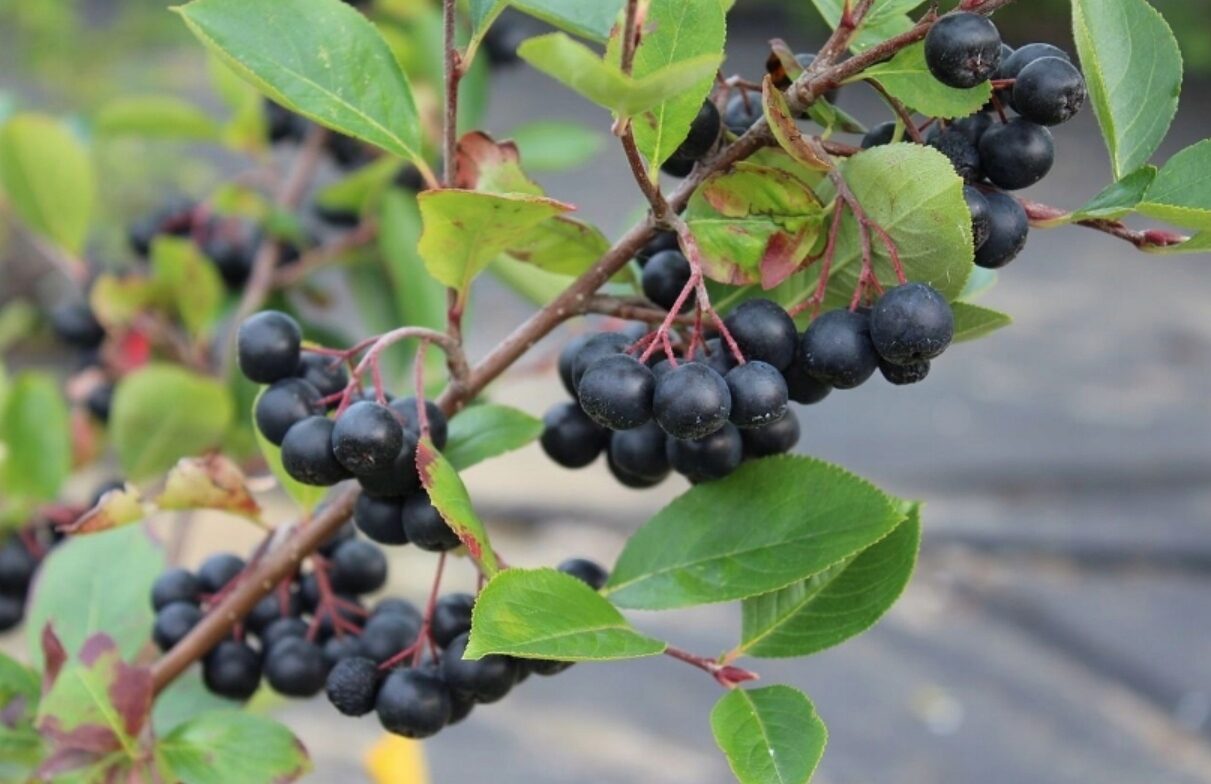 Aronia śliwolistna VIKING zdrowe owoce MROZOODPORNA - obrazek 6