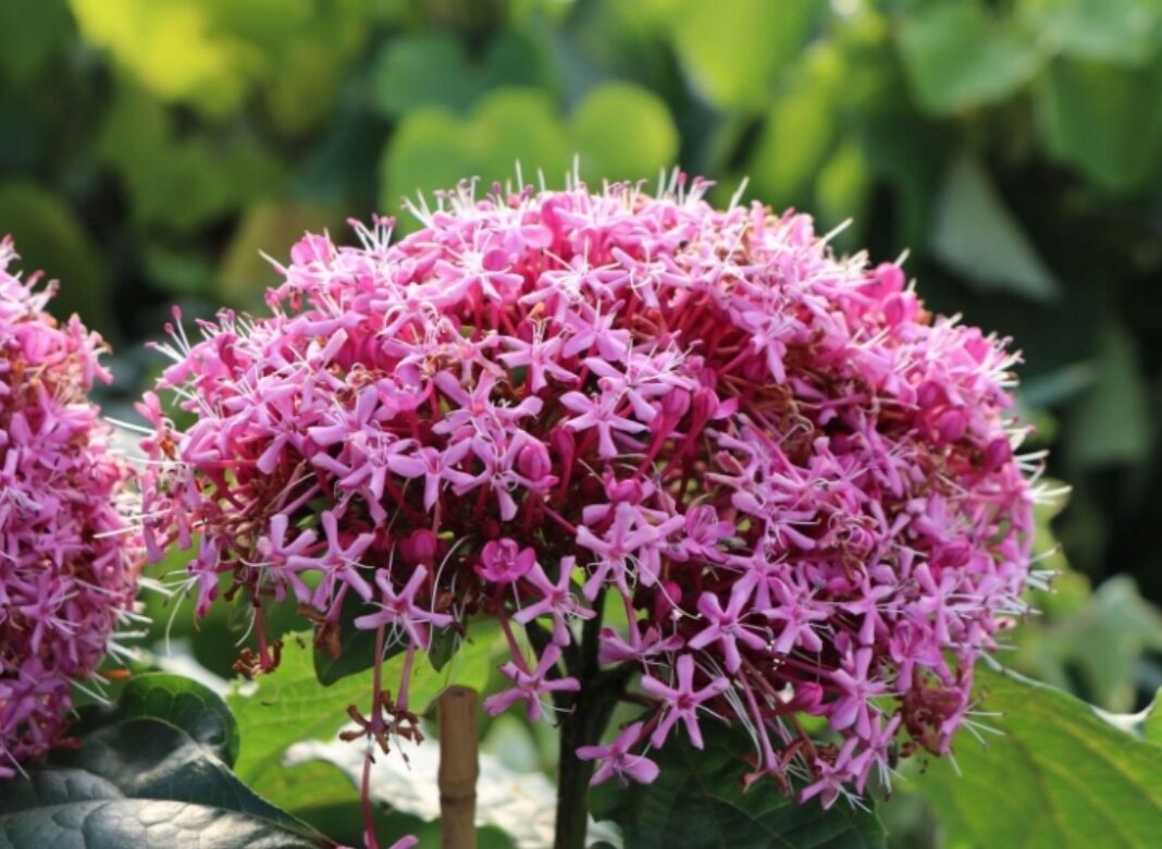 Klerodendron Szczęślin Bungego rzadka NIESPOTYKANA ROSLINA - obrazek 5