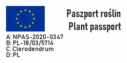 Klerodendron Szczęślin Bungego rzadka NIESPOTYKANA ROSLINA - obrazek 8