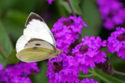 Werbena żyłkowana DAZZLING NIGHT