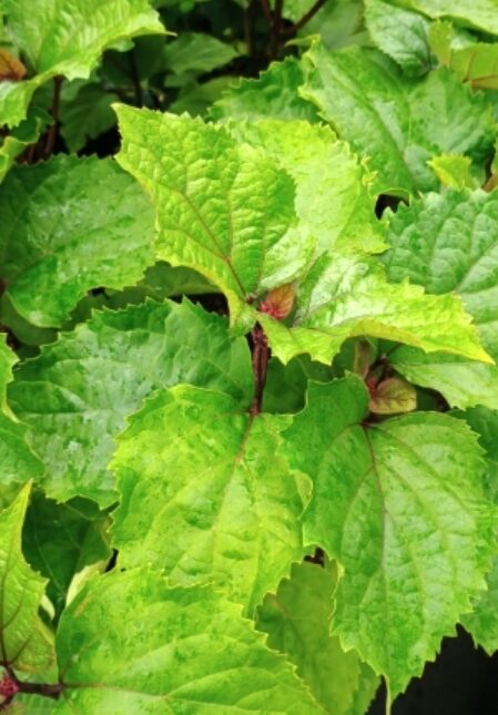 Klerodendron Szczęślin Bungego rzadka NIESPOTYKANA ROSLINA - obrazek 3