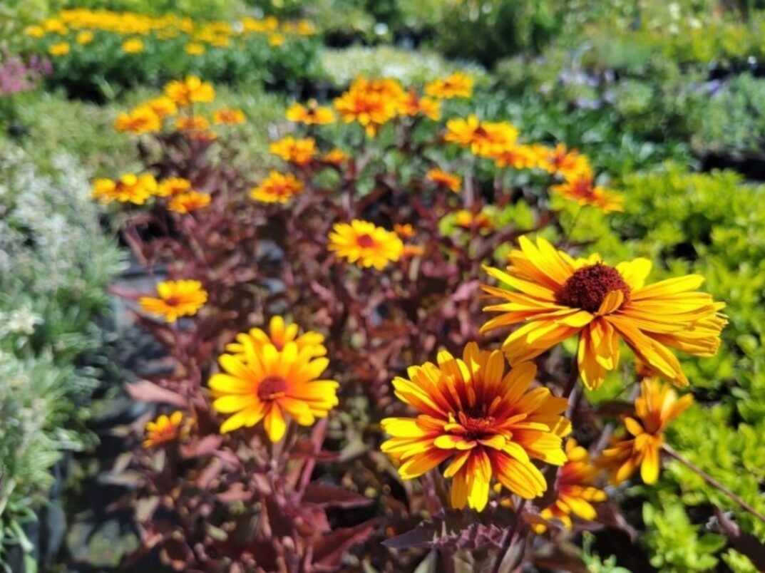 Słoneczniczek szorstki FUNY SPINNER / DŁUGO KWITNIE - obrazek 3