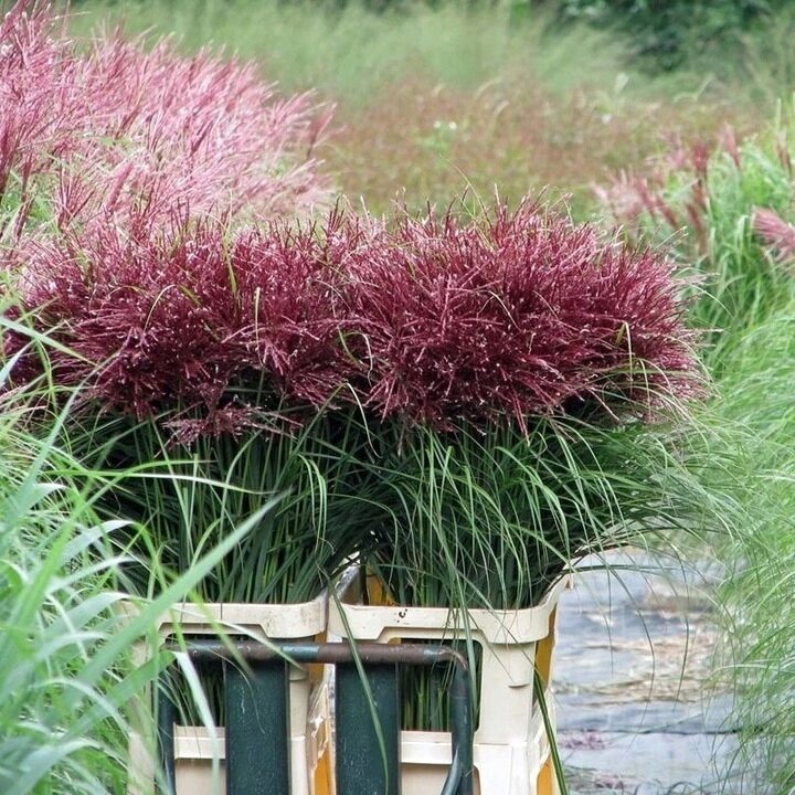 Miskant chiński POLONUS