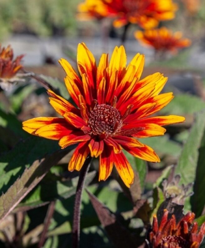 Słoneczniczek szorstki FUNY SPINNER / DŁUGO KWITNIE - obrazek 5