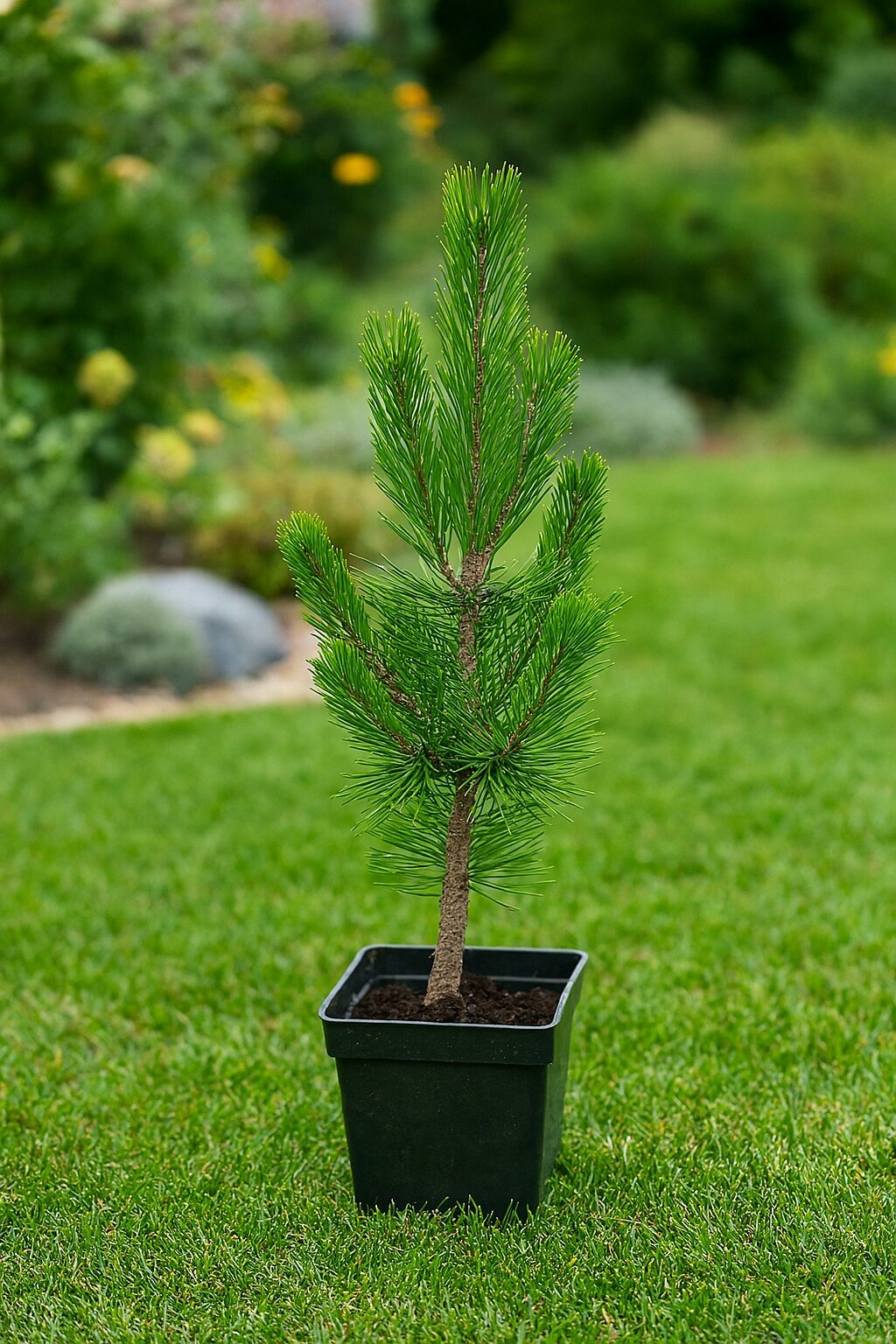 Sosna górska GREEN MOUNTAIN - obrazek 3