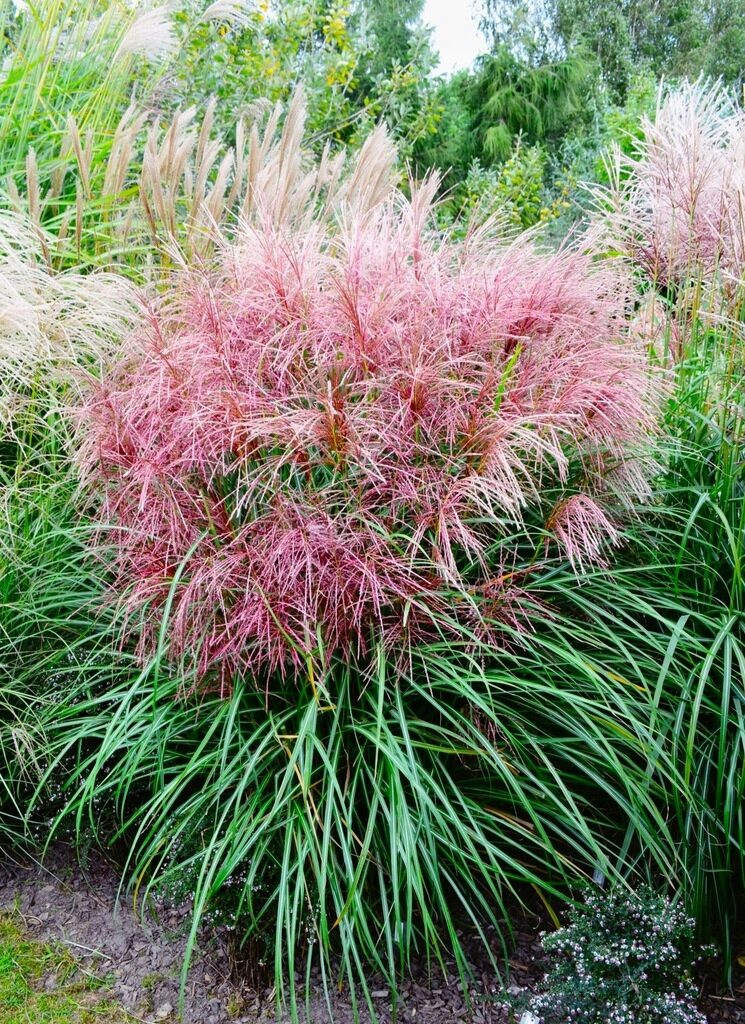 Miskant chiński POLONUS - obrazek 5