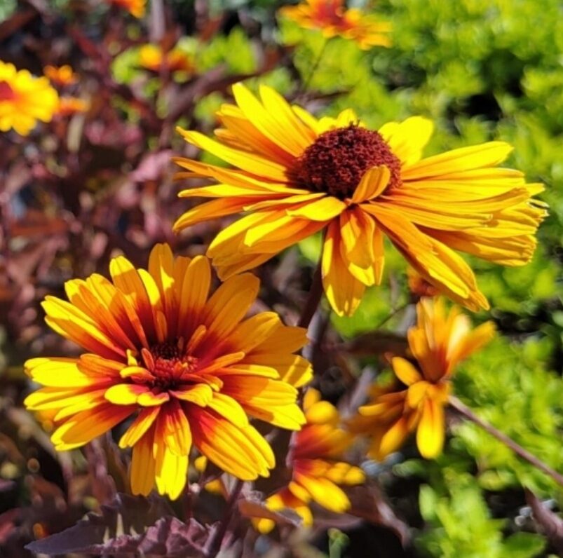 Słoneczniczek szorstki FUNY SPINNER / DŁUGO KWITNIE - obrazek 4