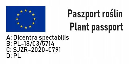 Serduszka okazała WHITE GOLD - obrazek 4