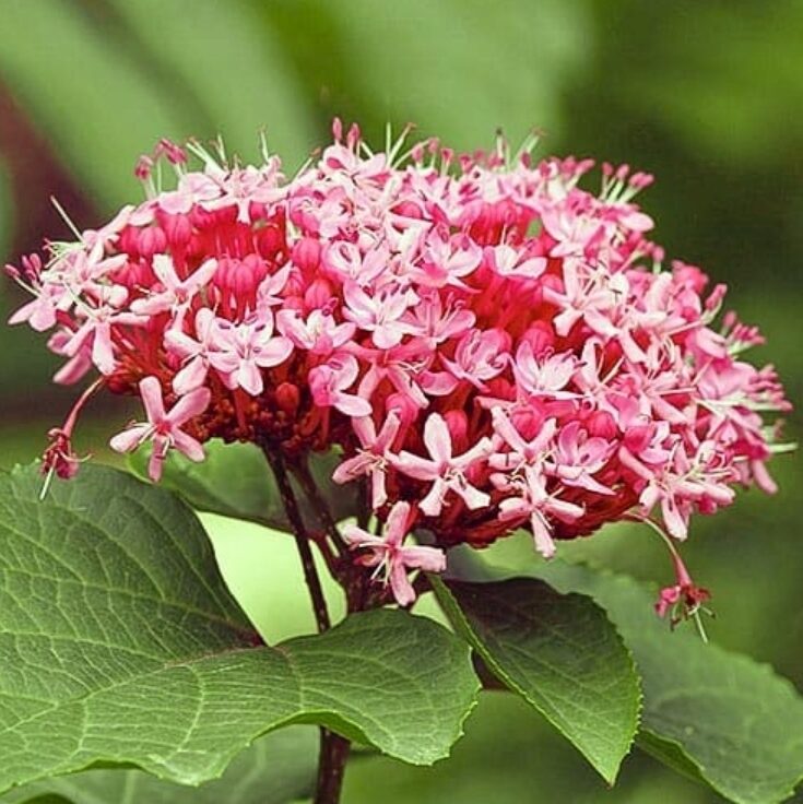 Klerodendron Szczęślin Bungego rzadka NIESPOTYKANA ROSLINA - obrazek 7