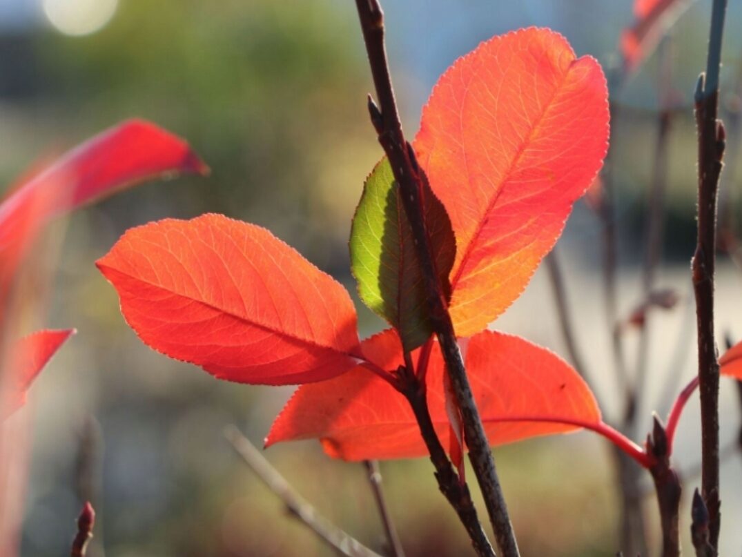 Aronia śliwolistna VIKING zdrowe owoce MROZOODPORNA - obrazek 3
