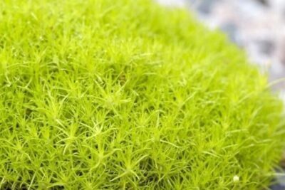 Karmnik ościsty AUREA złocisto żółty PRZEZ CAŁY SEZON