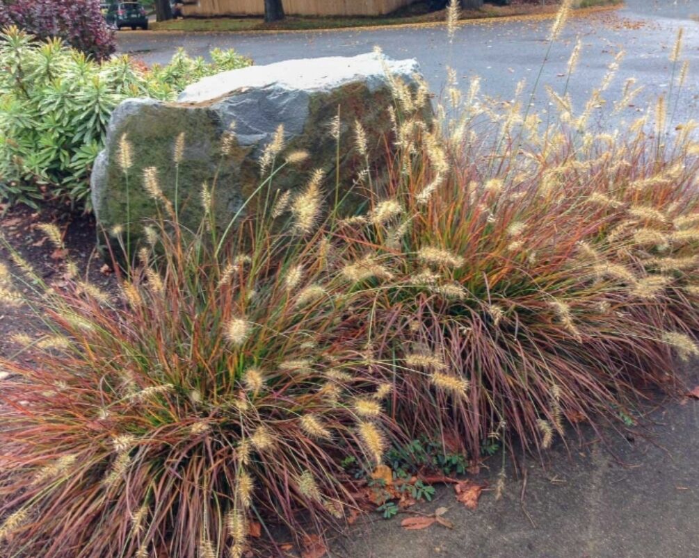 Rozplenica japońska BURGUNDY BUNNY - obrazek 4