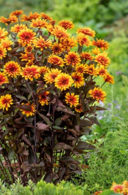 Słoneczniczek szorstki FUNY SPINNER / DŁUGO KWITNIE - obrazek 7