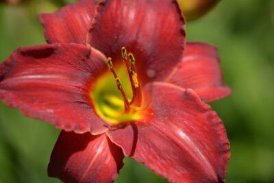 Liliowiec SILOAM RED TOY