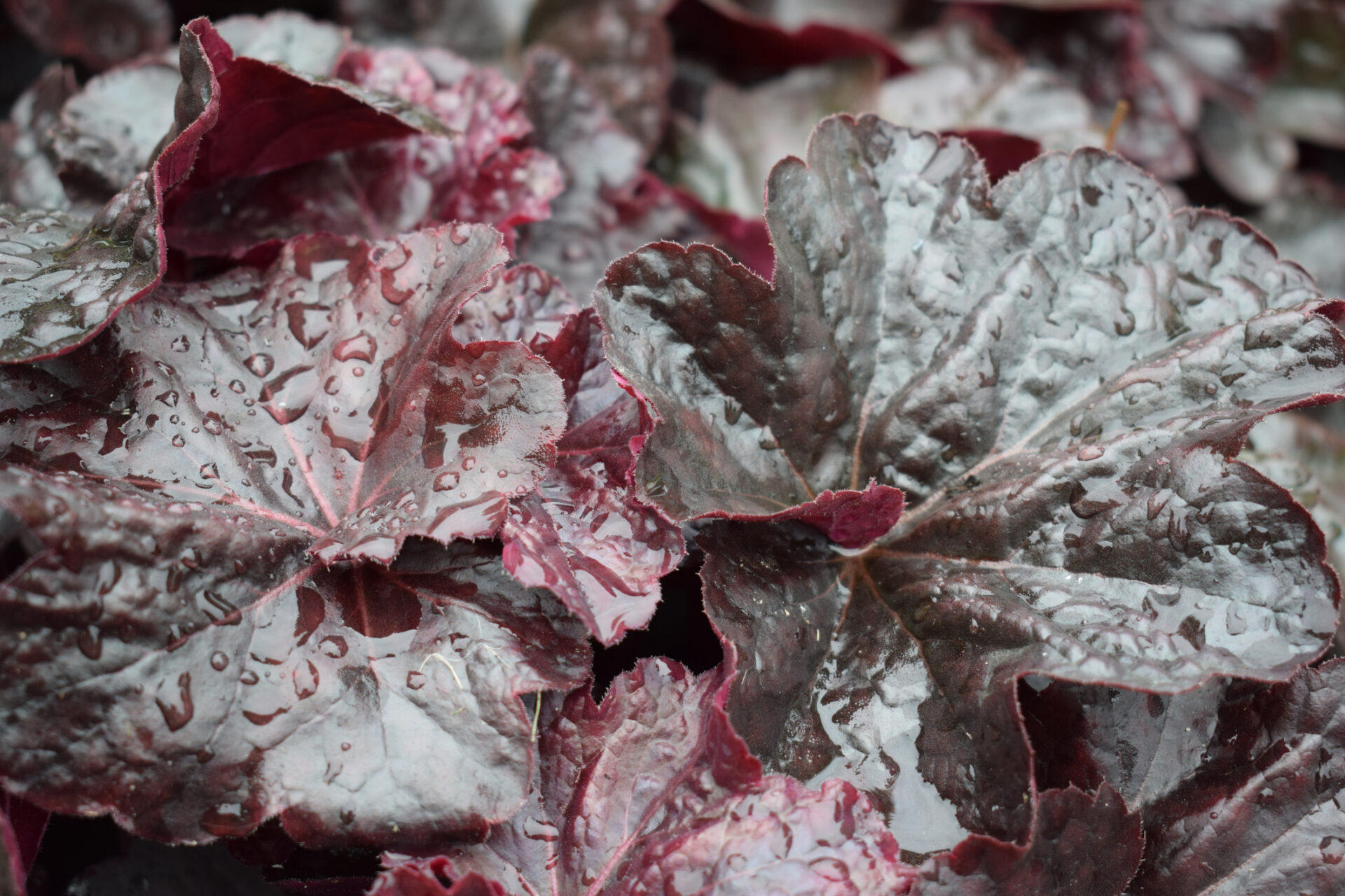 Żurawka REX BLACK - obrazek 2