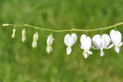 Serduszka okazała WHITE GOLD