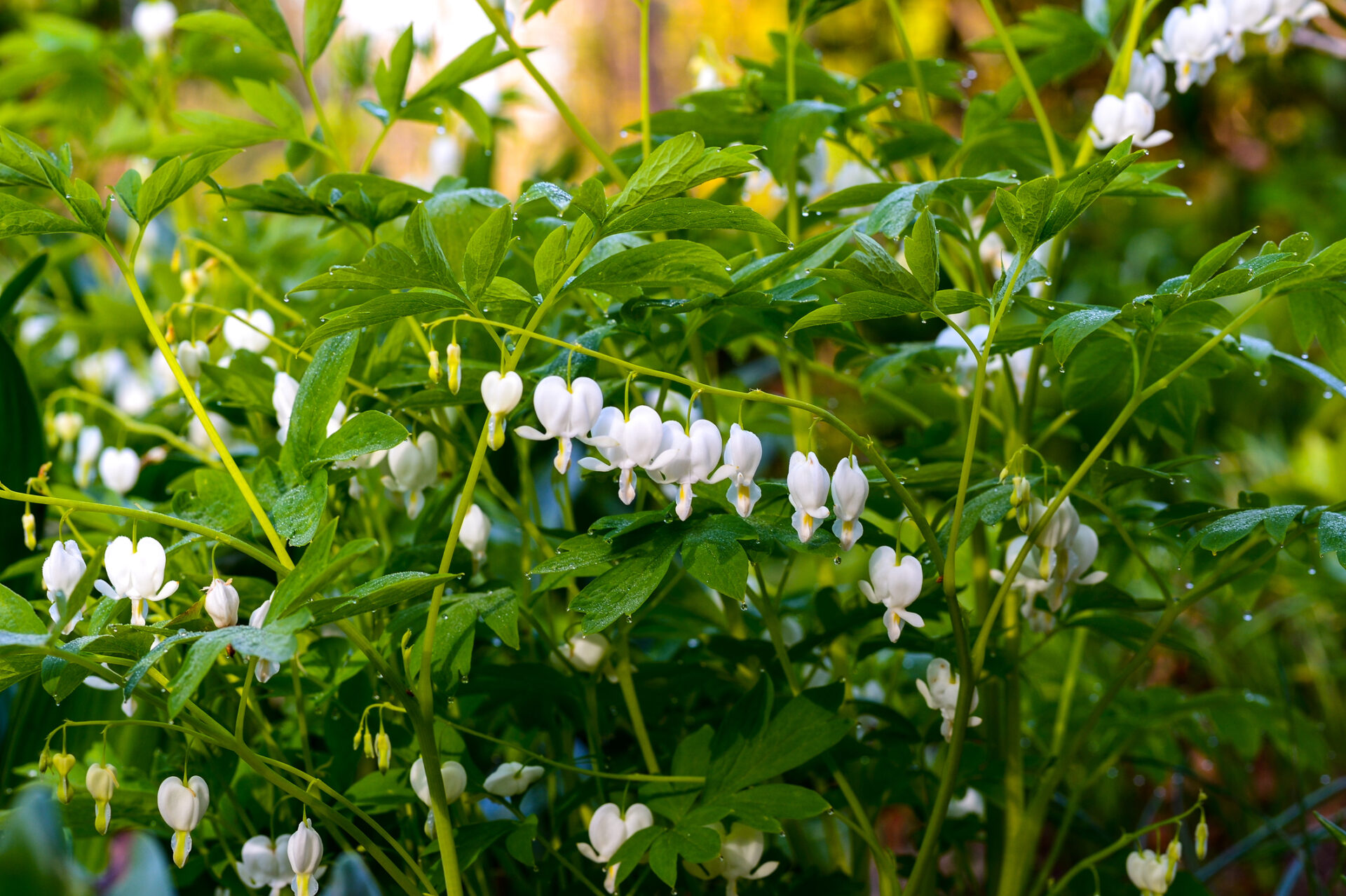 Serduszka okazała WHITE GOLD - obrazek 2