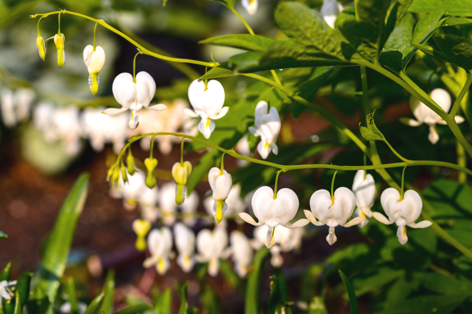 Serduszka okazała WHITE GOLD - obrazek 3