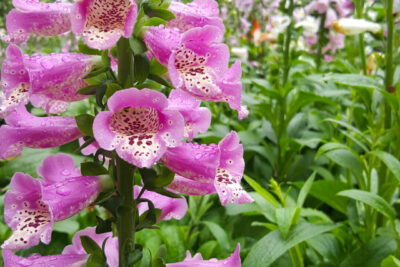 Naparstnica DOTTIE WARM ROSE