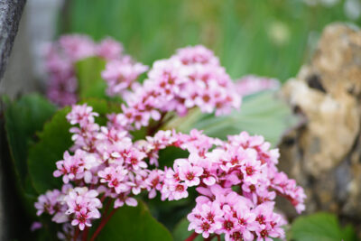 Bergenia sercowata VINTAGE BLUSH