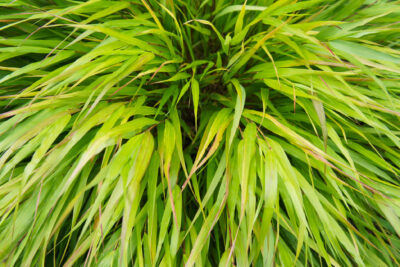 Trawa bambusowa HakonechloaTrawa bambusowa Hakonechloa  SUNFLARE