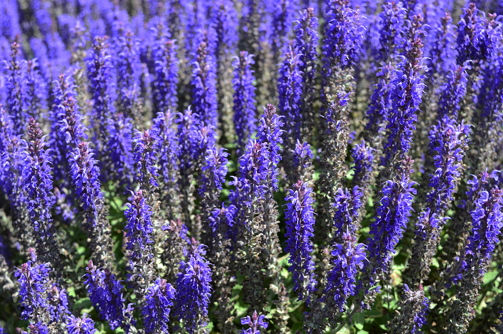 Szałwia omszona SYNCHRO BLUE - obrazek 3