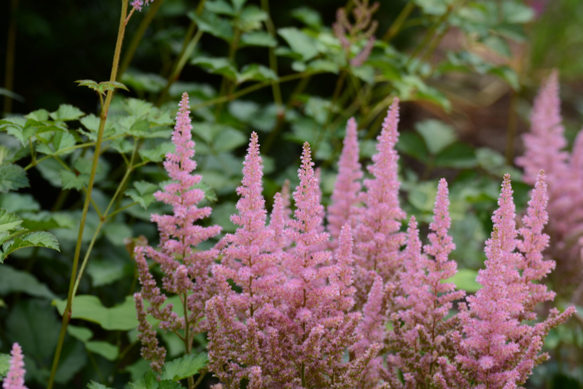 Tawułka DARWIN'S DREAM - obrazek 2