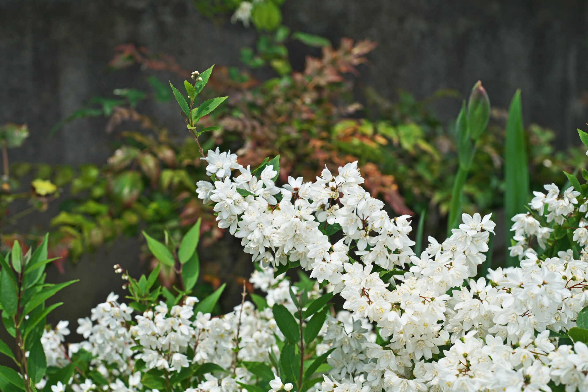 Żylistek karłowy AUERA - obrazek 3